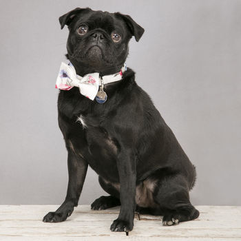 The Disley White And Pink Floral Dog Collar Bow Tie, 5 of 5