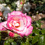 Climbing Rose 'Handel' Plant 5 L Pot, thumbnail 4 of 6