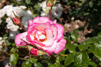 Climbing Rose 'Handel' Plant 5 L Pot, 4 of 6