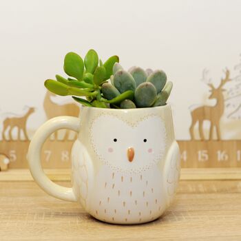 Owl Mug Planter With Choices Of Plants, 2 of 3