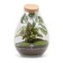 Terrarium Kit With Plants H: 37 Cm | 'Corfu', thumbnail 6 of 9