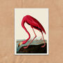 Vintage Flamingo Illustration Art Print, thumbnail 7 of 7