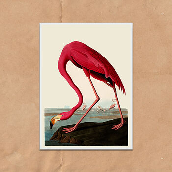 Vintage Flamingo Illustration Art Print, 7 of 7