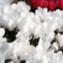 Cyclamen 'Blanc Pur' Three X Full Plant Pack, thumbnail 2 of 4