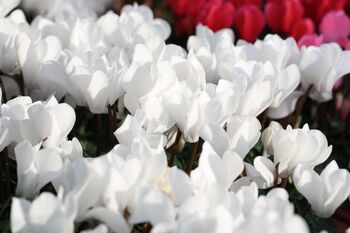 Cyclamen 'Blanc Pur' Three X Full Plant Pack, 2 of 4