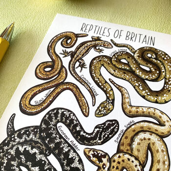 Reptiles Of Britain Watercolour Postcard, 9 of 10