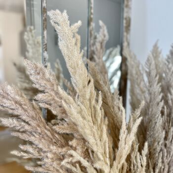 Bunch Of Fluffy Dried Pampas Grass, 3 of 3