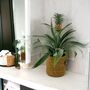 Pineapple Plant In Seagrass Basket – Anti Snore Gift, thumbnail 1 of 2