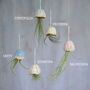 Jellyfish Air Plant Hanging Decorations Stone, thumbnail 2 of 8