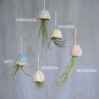 Jellyfish Air Plant Hanging Decorations Stone, 2 of 8
