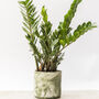 Large Zz Plant With Handmade Eco Pot, thumbnail 1 of 4