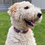 Charlie's Flame Harris Tweed Dog Collar, thumbnail 6 of 9