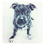 Personalised Painted Pet Portrait, thumbnail 5 of 11