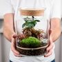 Beginner Friendly Bonsai Terrarium Kit | 'Perth', thumbnail 1 of 12