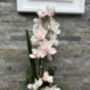Large Pink Cymbidium Orchid In Gold Bowl, thumbnail 7 of 8