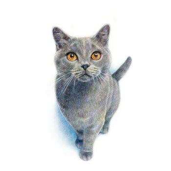 Custom Pet Portrait Drawing Or Gift Voucher, 7 of 12