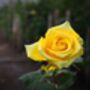 Floribunda Rose 'Arthur Bell' Plant In 5 L Pot, thumbnail 3 of 3