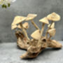 20cm Hand Carved Wooden Mushroom Figurine Coffee Root Wood, thumbnail 6 of 12