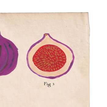 Botanical Humorous Fig Print, 4 of 7