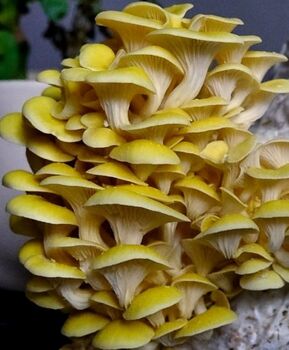 Oyster Mushroom Growing Kit Mixed Bundle, 7 of 12