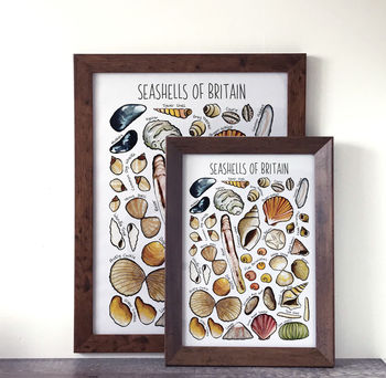 Seashells Of Britain Wildlife Watercolour Print, 6 of 7