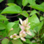 Clematis Marjorie, Personalised Gift, thumbnail 1 of 2