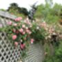 Climbing Rose 'Compassion' Bare Rooted Plant, thumbnail 2 of 4