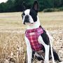Check Her Out Step In Dog Harness, thumbnail 6 of 9