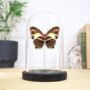 Glorious Begum Butterfly Ventral Insect Bug Moth Butterfly Bell Jar Entomology Taxidermy Interior Design Home Decor Cloche Modern Display Gift Ornament, thumbnail 1 of 4