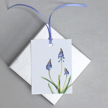 Gift Tags With Grape Hyacinth Illustrations, 2 of 4