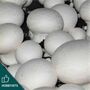 White Button Mushroom Spawn 1l, 5l, thumbnail 1 of 4