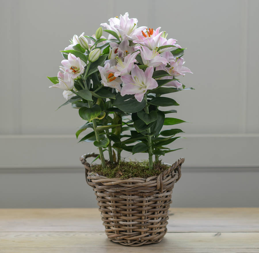 pink lily gift plant by the flower studio