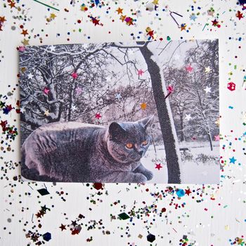 British Blue Shorthair Cat Snow Christmas Card, 3 of 5