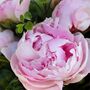 Peony Love Hand Tied Fresh Flower Bouquet, thumbnail 2 of 5