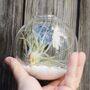 Air Plant Terrarium Wall Hanging Glass Vase, thumbnail 2 of 3