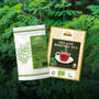 Organic Moringa Tea 40 Tea Bags Energy Immunity, thumbnail 6 of 7