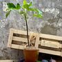 Fig Tree Plant Gift, thumbnail 1 of 8