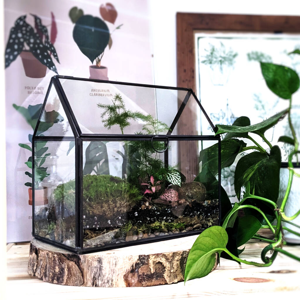 Diy Large Greenhouse Closed Terrarium Kit By DIY Terrariums