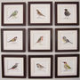 Limited Edition, Garden Bird Print, Sparrow, thumbnail 3 of 3