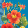 Summer Nasturtiums All Occasions Blank Card, thumbnail 2 of 3
