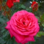 Rose My Dad Celebration Rose, thumbnail 7 of 8