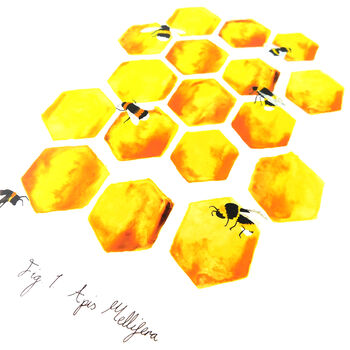 Mellifera Honeybee Art Print, 4 of 8