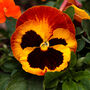 Pansy 'Fire Surprise' 20 X Full Plant Pack, thumbnail 3 of 5