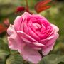 Rose Bush Plants, 'Mum In A Million', Plants In 3 L Pots, thumbnail 1 of 4