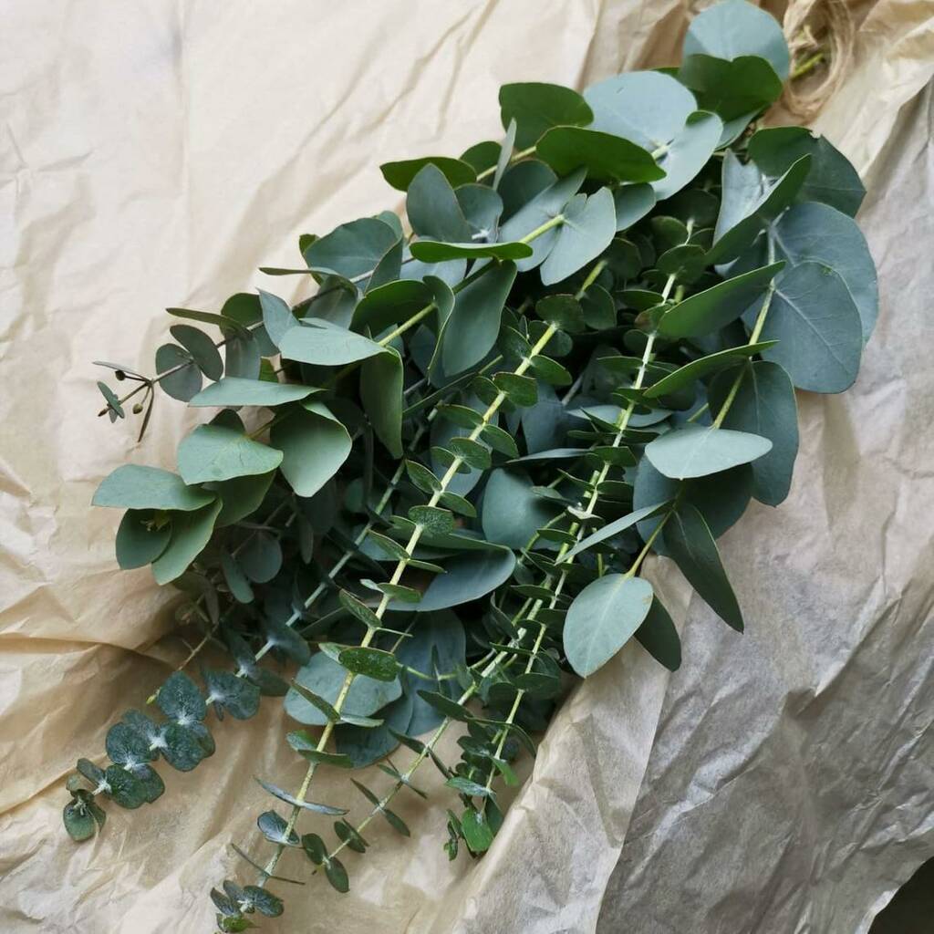 Fresh Shower Eucalyptus Bundle By The Florist's Daughter