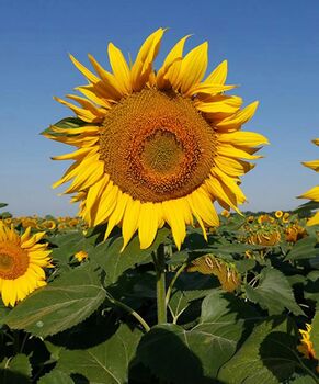 Sunflower 'Giant Single' Seeds, 3 of 4