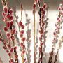 Pink Pussy Willow Fresh Cut Stems, thumbnail 2 of 6