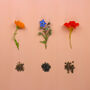 Grow Your Own Edible Flowers Seed Kit, thumbnail 2 of 11