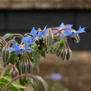 Botanical Greetings Card With Borage Seeds, 7 of 7