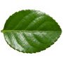 Euonymus Microphyllus7.5 L Potted Shrub, thumbnail 3 of 5